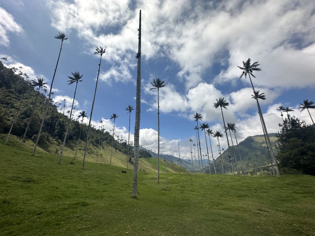 Cocora Valley