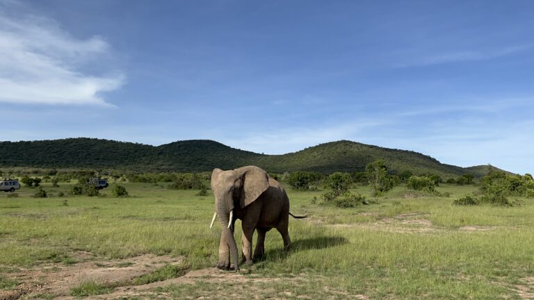 Maasai Mara, Kenya 2024
