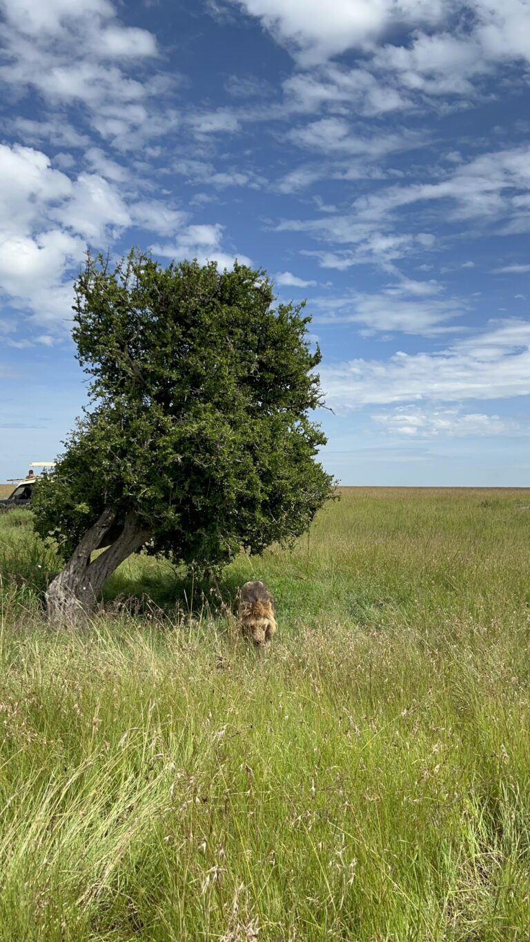 Maasai Mara, Kenya 2024