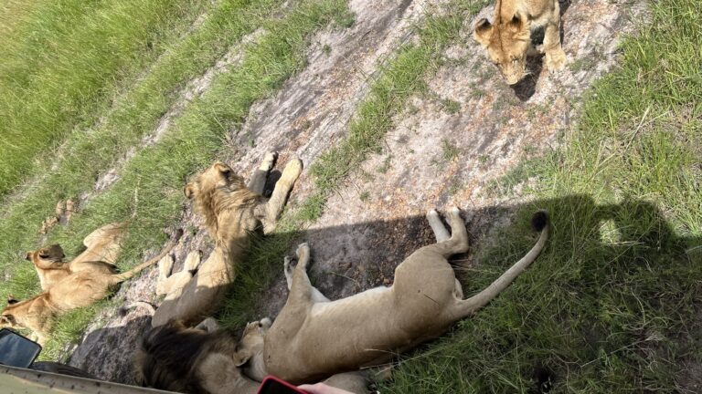 Maasai Mara, Kenya 2024