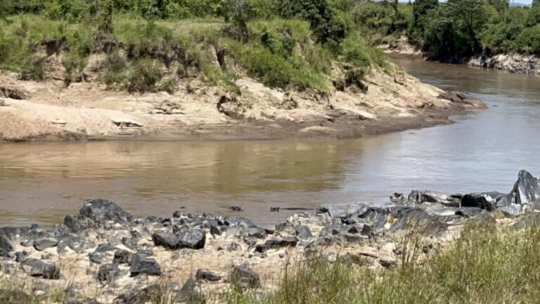 Maasai Mara, Kenya 2024