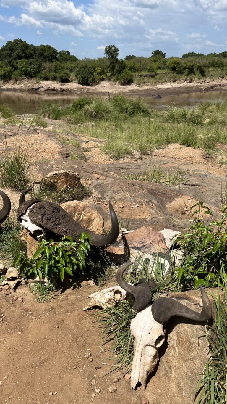 Maasai Mara, Kenya 2024