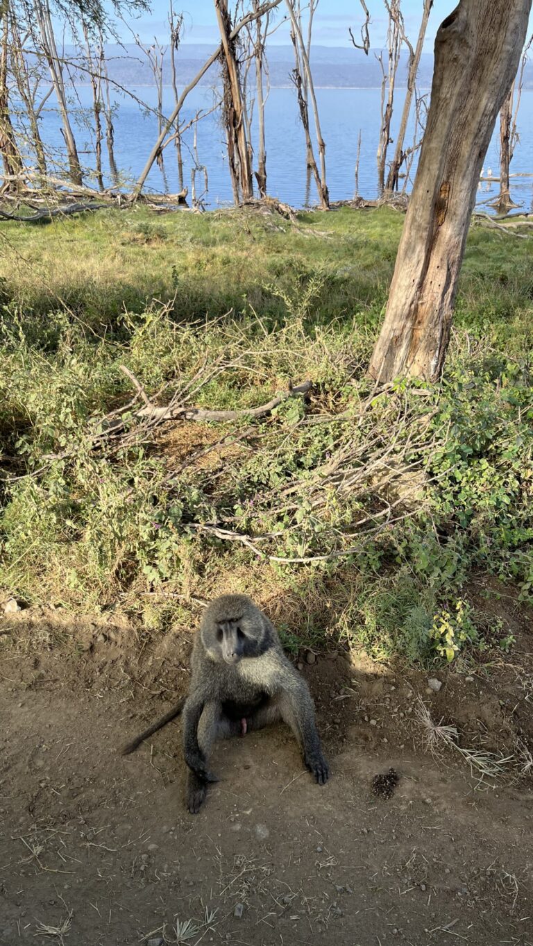 Nakuru National Park, Kenya 2024