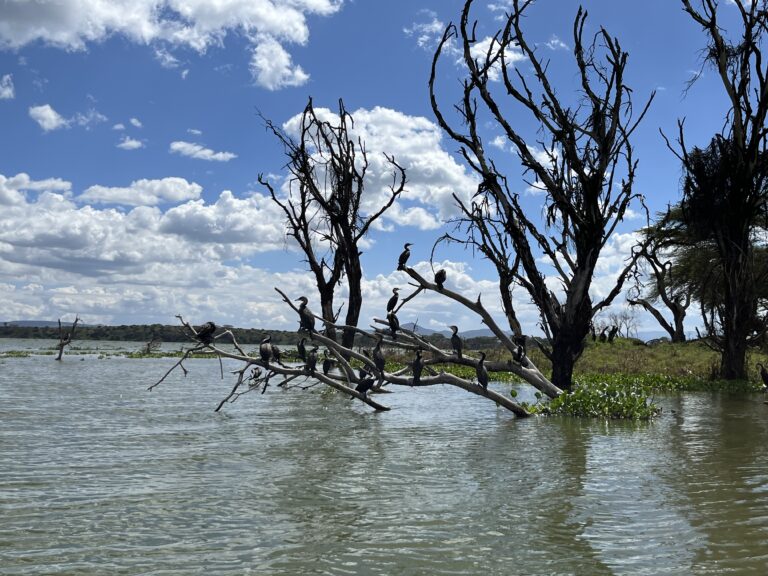 Naivasha Lake, Kenya 2024