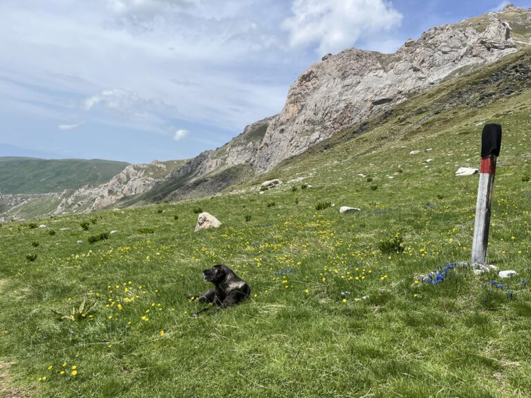 Korab trail, 2024