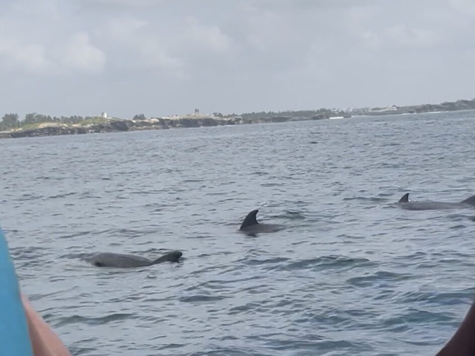 Dolphins in Watamu, Diani, Kenya - February 2024