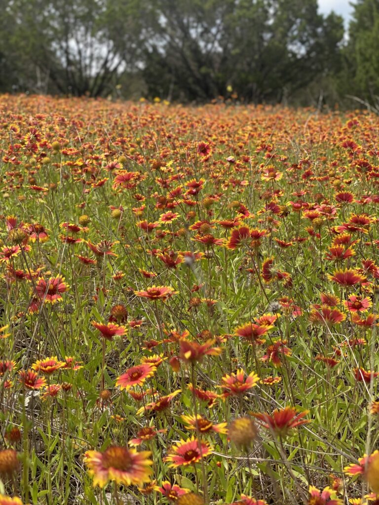Indian Carpet, Oklahoma, USA, March 2024