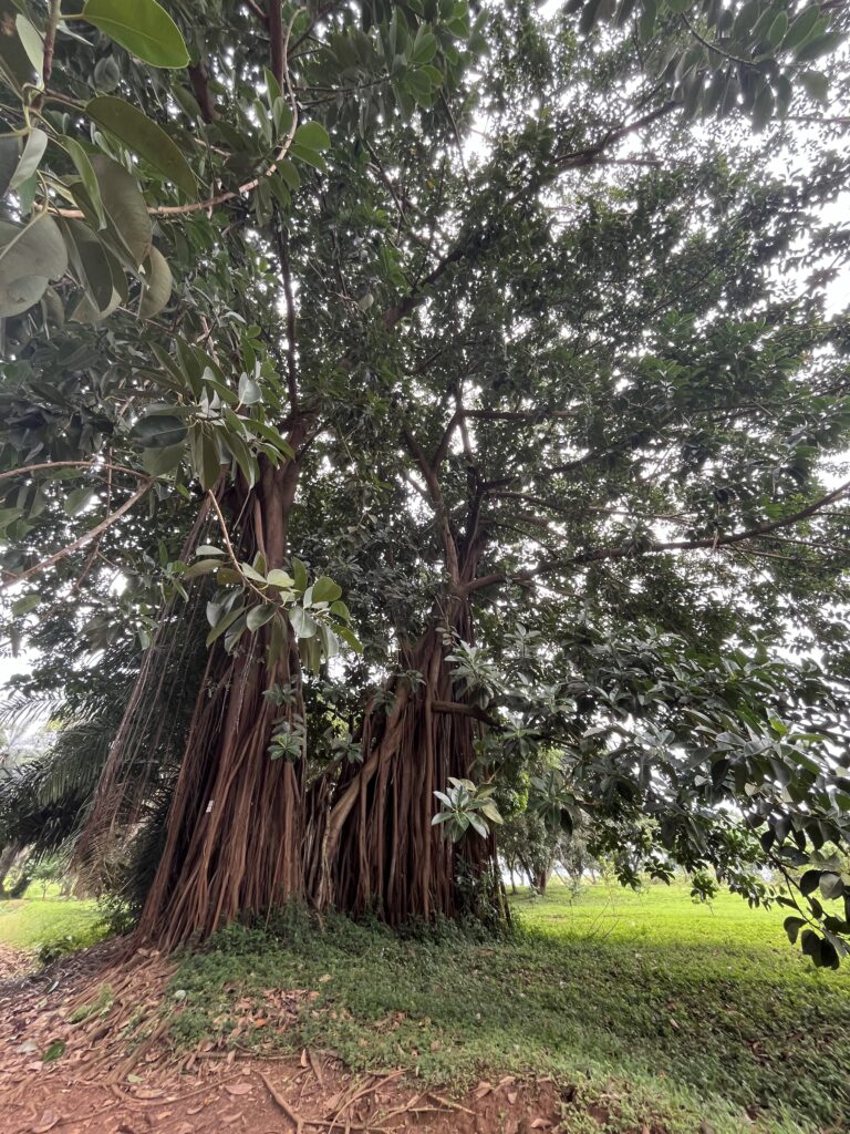 Botanical Garden, Entebbe, Uganda, February 2024