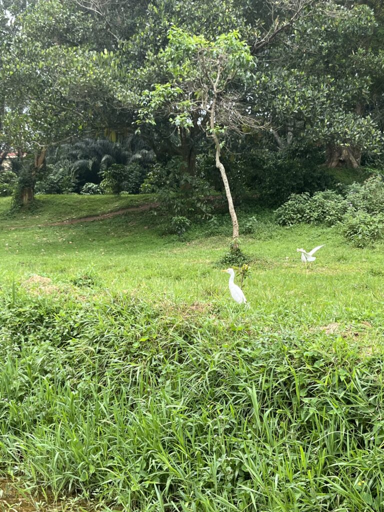 Kopshti Botanik, Entebbe, Uganda, Shkurt 2024