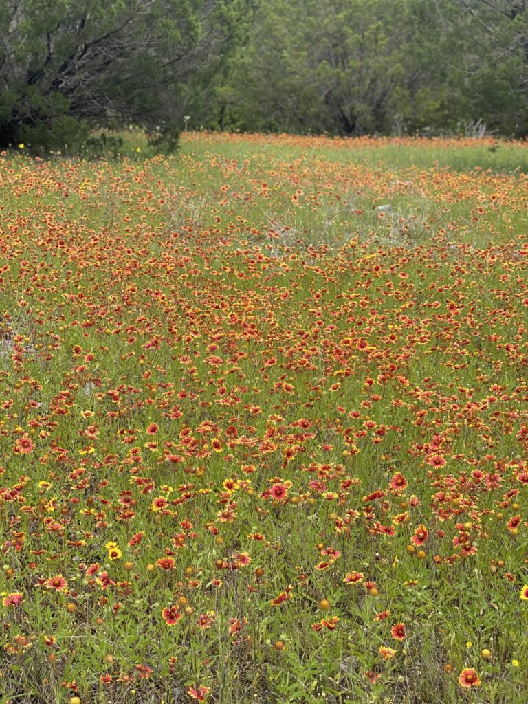 Indian Carpet, Oklahoma, USA, March 2024