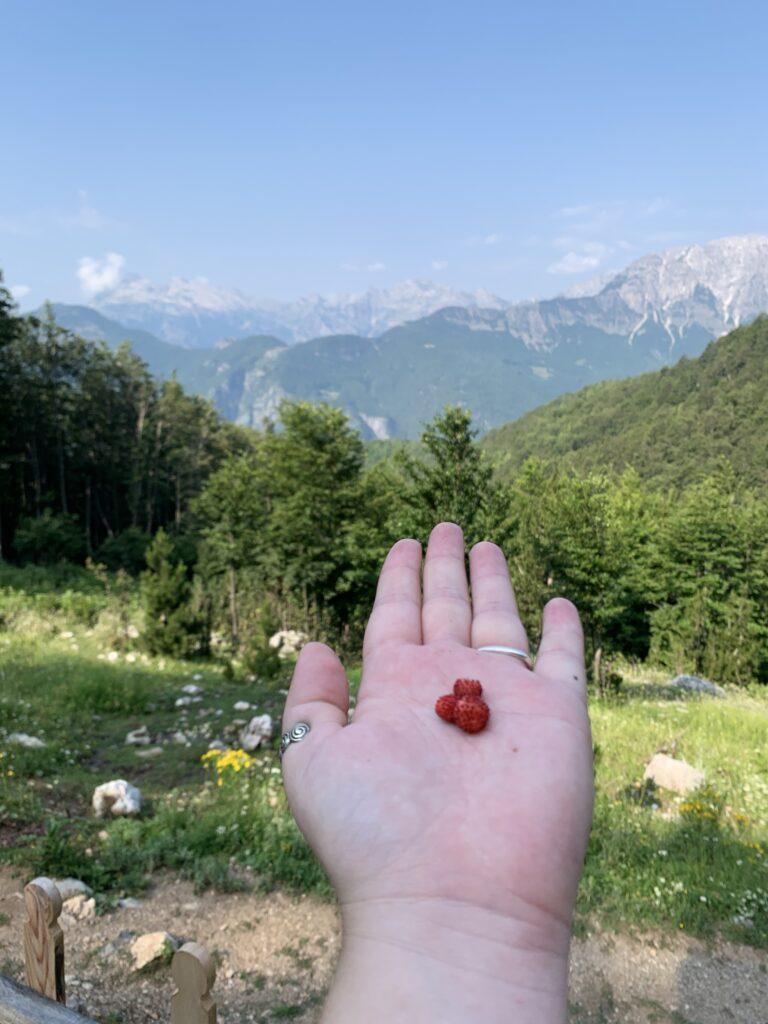 Wild Strawberries, Theth, Albania