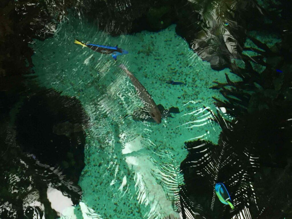 Oceanário de Lisboa